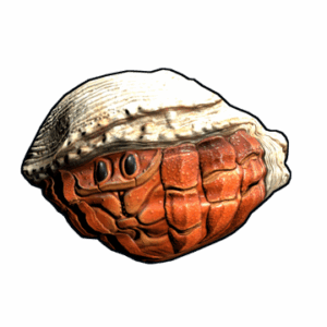 Hermit Crab Rock